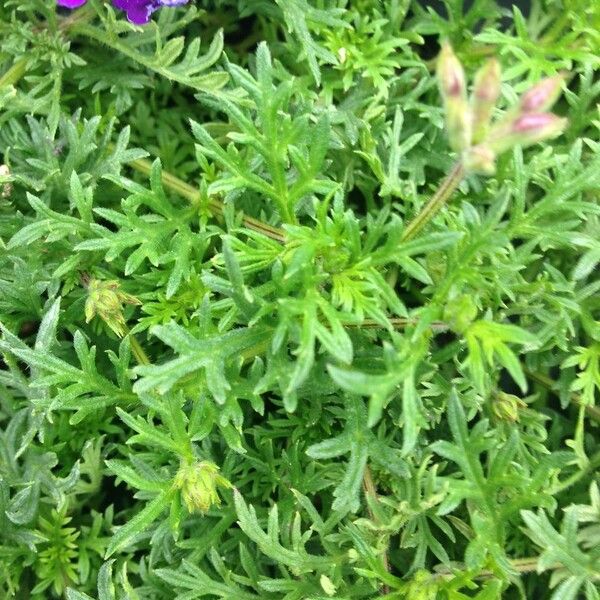 Verbena tenera Habit