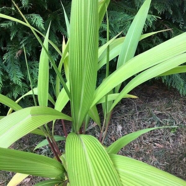 Setaria palmifolia Blad