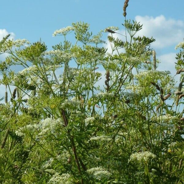 Chaerophyllum bulbosum Flower