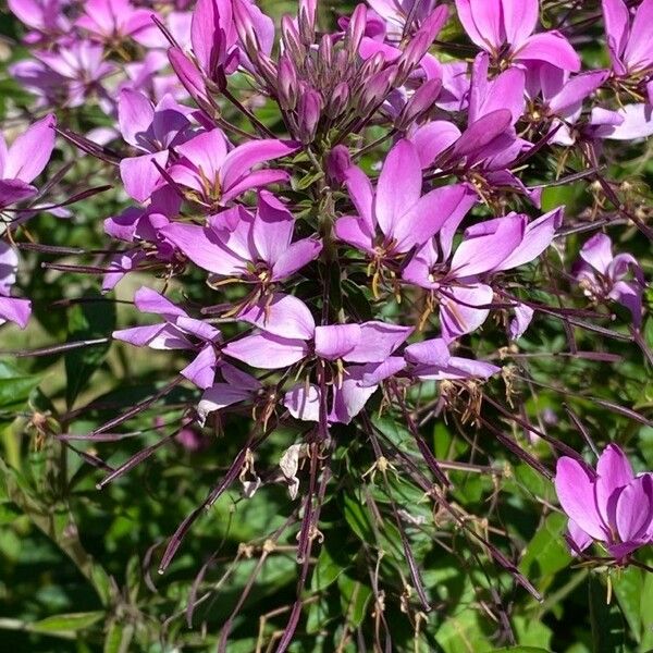 Cleome houtteana Çiçek