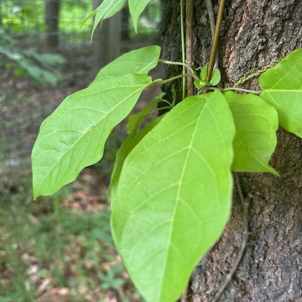 Bignonia capreolata Листок