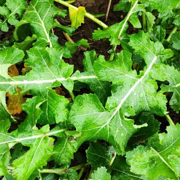 Brassica juncea Folha