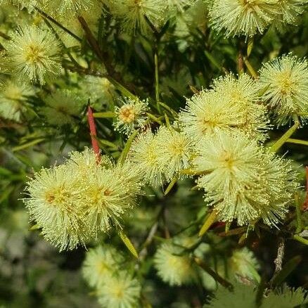 Acacia echinula Flower