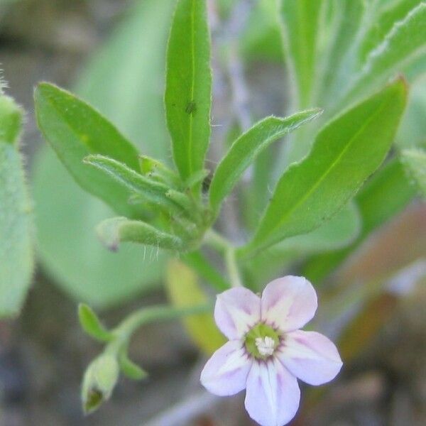 Convolvulus equitans Flor