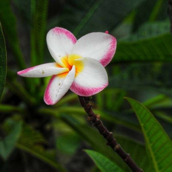 Plumeria rubra ফুল