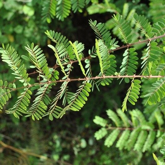 Caesalpinia decapetala ᱥᱟᱠᱟᱢ