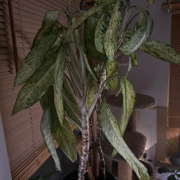 Aglaonema commutatum Blatt