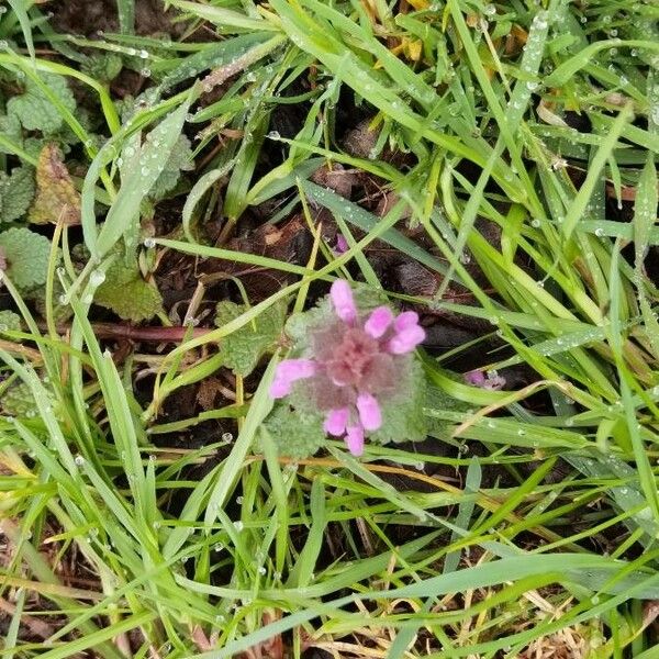 Lamium hybridum ফুল