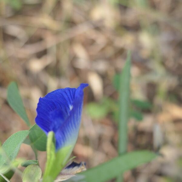 Clitoria ternatea Flor