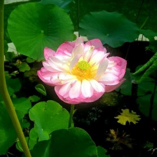 Nelumbo nucifera 花