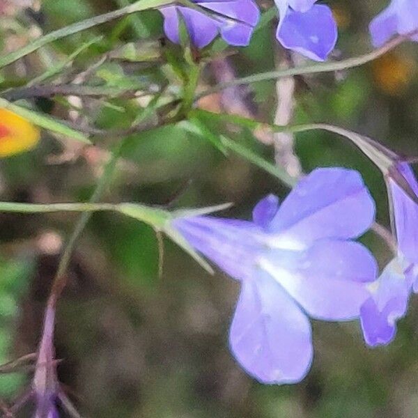 Lobelia kalmii Кветка