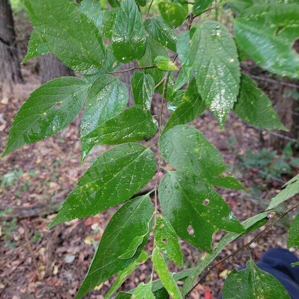 Celtis occidentalis List