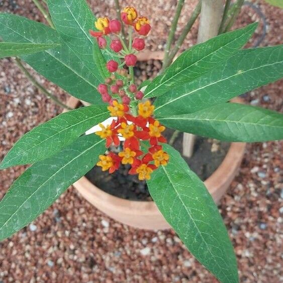 Asclepias syriaca Fiore