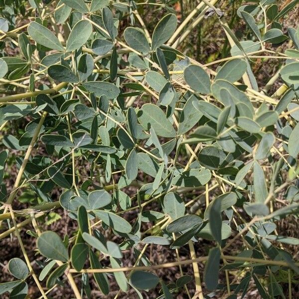 Baptisia alba Deilen