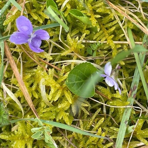 Viola hirta Natur