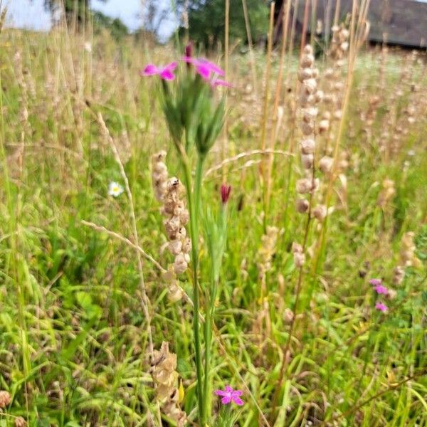 Dianthus armeria Flor