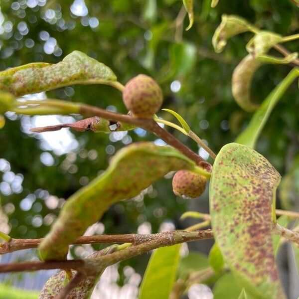 Ficus citrifolia Fruto