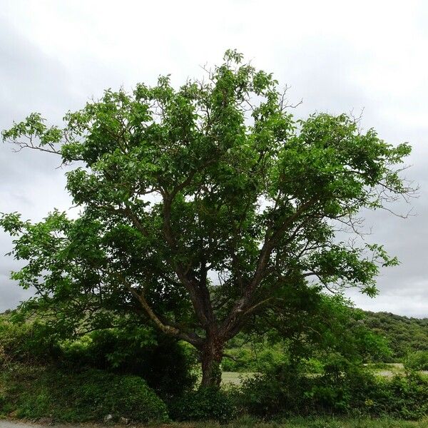 Juglans regia Habit