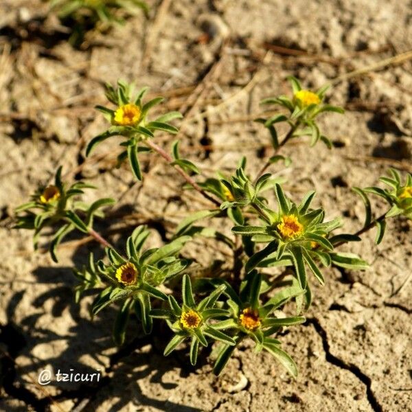 Asteriscus aquaticus Flor