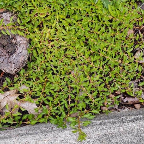 Ludwigia palustris Habit