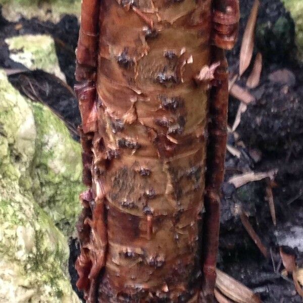 Araucaria laubenfelsii 樹皮