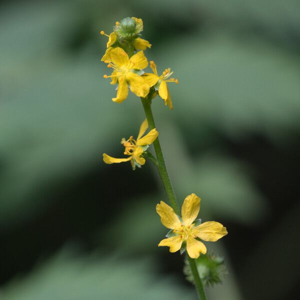 Agrimonia procera Flower