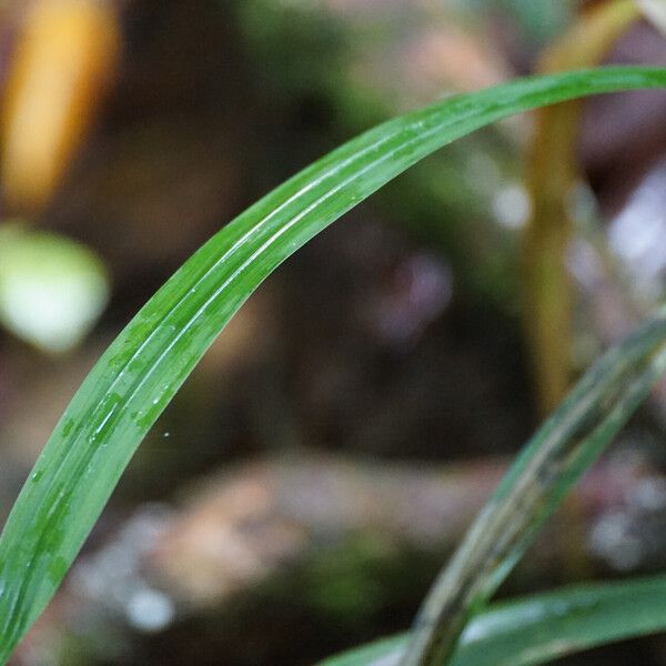 Scleria gaertneri Leaf