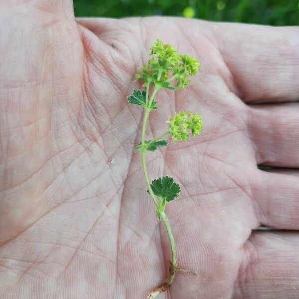 Alchemilla monticola Hábito