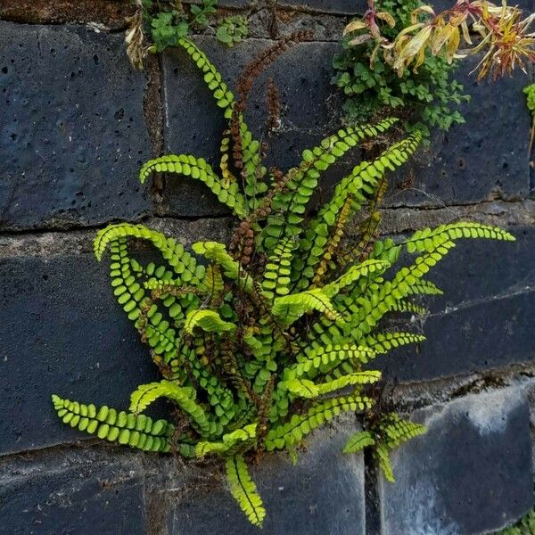 Asplenium trichomanes आदत