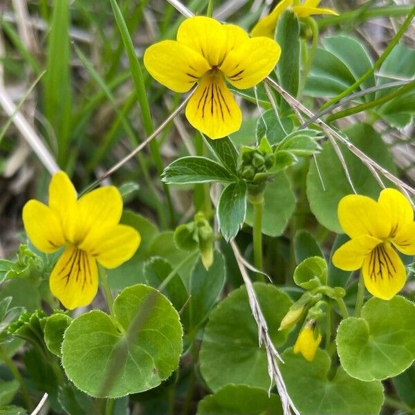 Viola biflora Õis