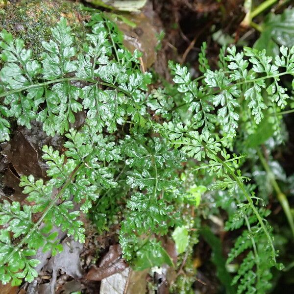 Asplenium abyssinicum Leaf