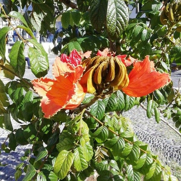 Spathodea campanulata Flower