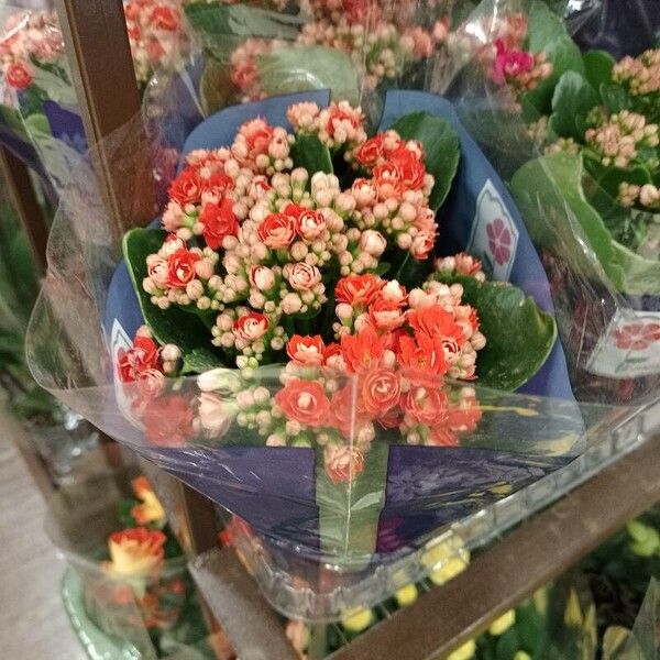 Kalanchoe delagoensis ഇല