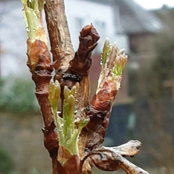 Ribes aureum Leaf