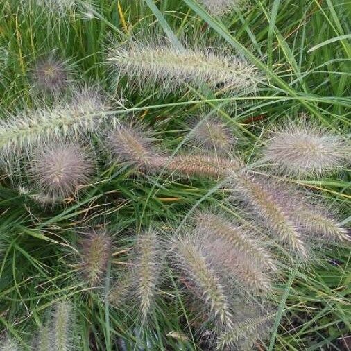 Pennisetum setaceum 花