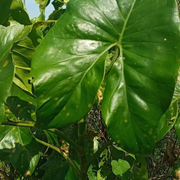 Montrichardia arborescens Blad