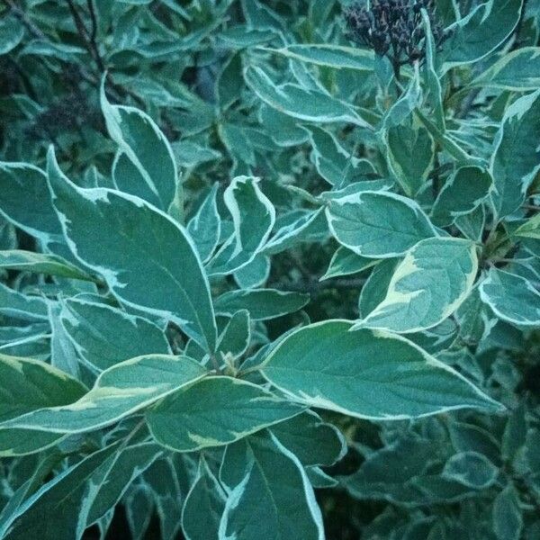 Cornus alba Blatt