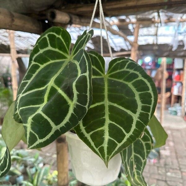 Anthurium crystallinum Leaf