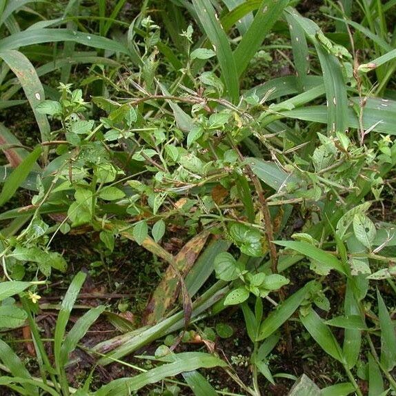 Ludwigia affinis Hábito