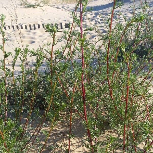 Artemisia campestris Liść