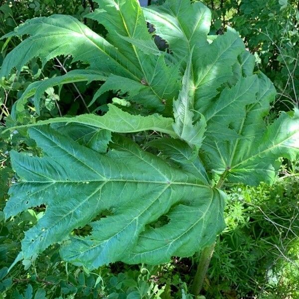 Heracleum mantegazzianum Folha