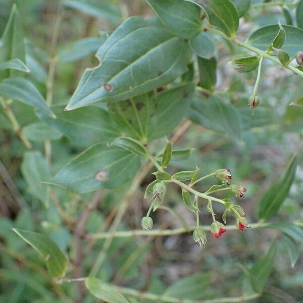 Coriaria myrtifolia Květ