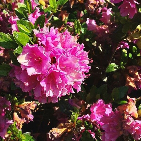 Rhododendron ferrugineum Blüte