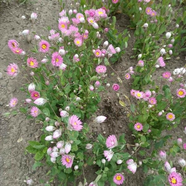 Rhodanthe manglesii Flor