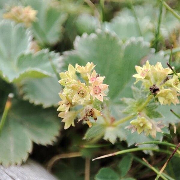 Alchemilla vetteri ফুল