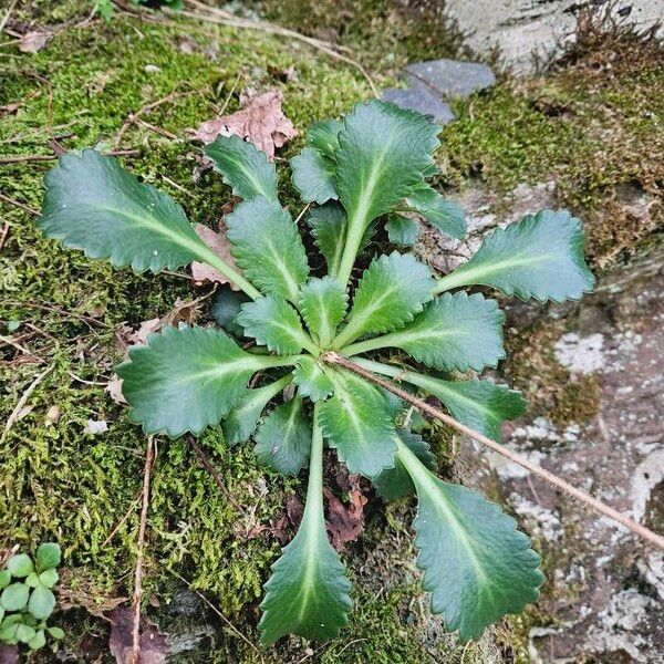 Saxifraga spathularis Leaf