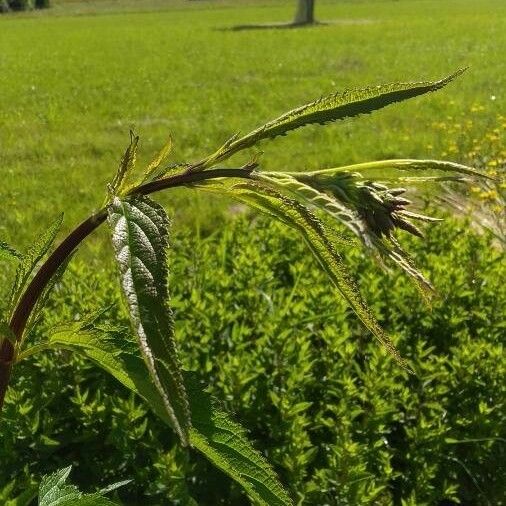 Verbena hastata Blüte