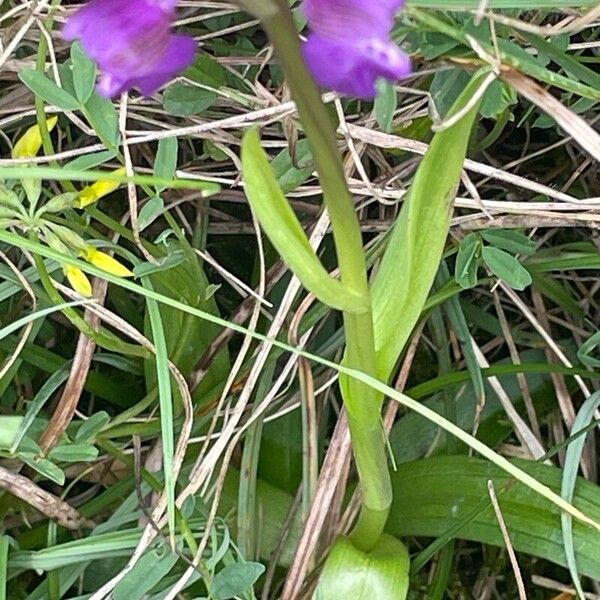 Anacamptis morio 葉