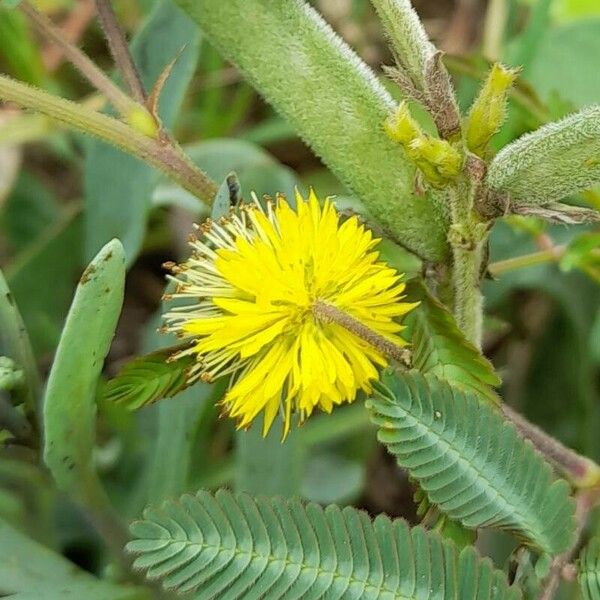 Neptunia pubescens Fiore