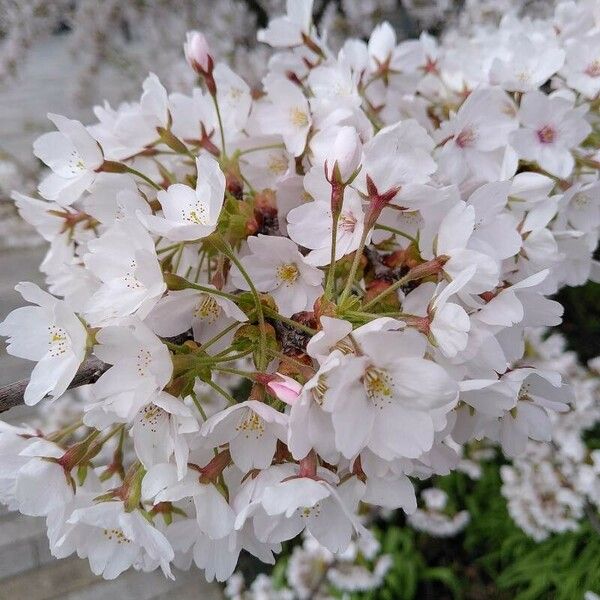 Prunus × yedoensis Flower